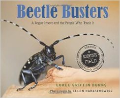 Beetles