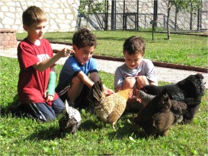 Chickens raised on campus at the Maple Richmond Heights District, St Louis, MO,