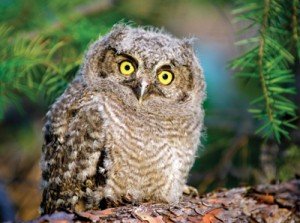 SLJ1503-STEMAPP-OurAmazingWorldOWLS