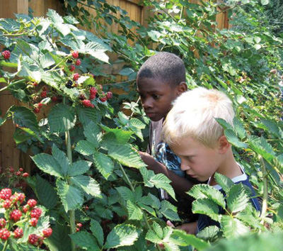 Kids pick berries as part of Seed to Table