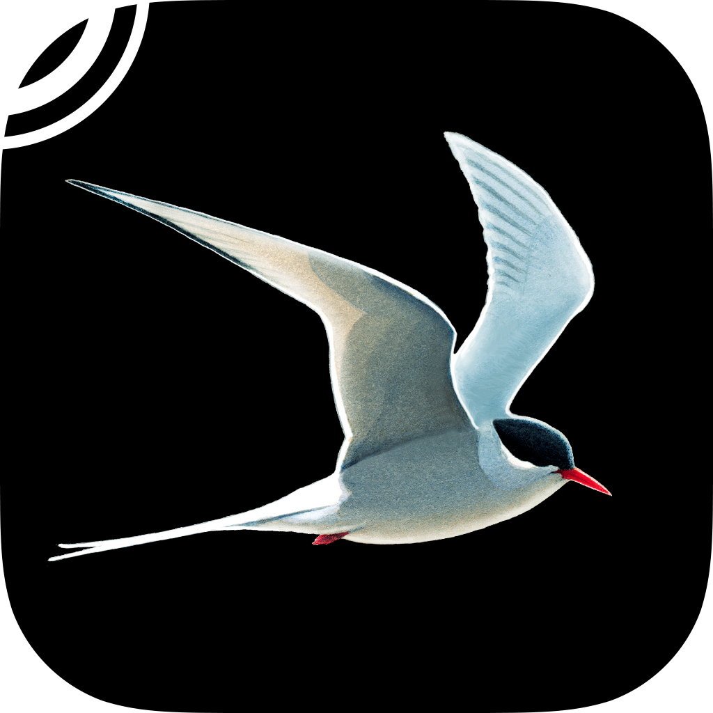 It's All About the Birds | Touch and Go