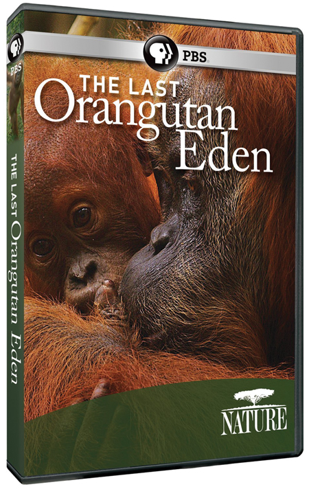 TOP10_DVD_Orangutan-Eden