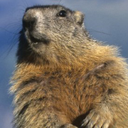 The Shadow Knows | Fact and Fiction About the Groundhog's Claim to Fame