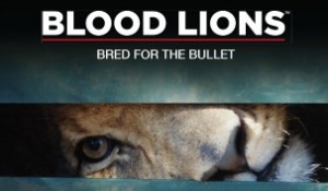 Blood Lions Bred for the Bullet