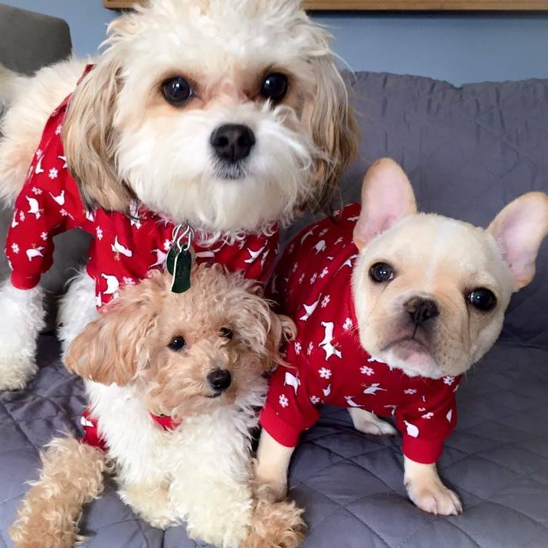 Libraries Invite Dogs to Storytime