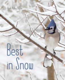 best-in-snow
