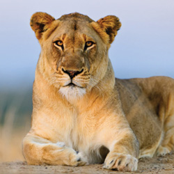 dvd-opener-blood-lions2-roger_n_pat-de-la-harpe-photography