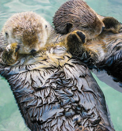 dvd-threatened-otters