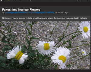fukushima flowers_pic