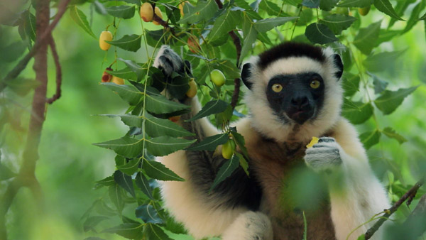 Earth Day, Every Day | On the Screen