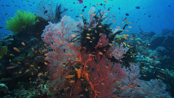 Under the sea in Revolution (Video Project)