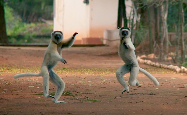 Lemurs of Madagascar, as seen in Revolution (The Video Project)