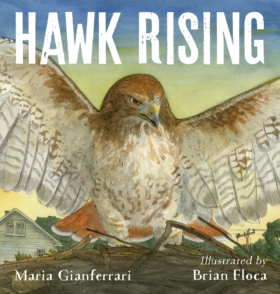 Hawk Rising by Maria Gianferrari | SLJ Review