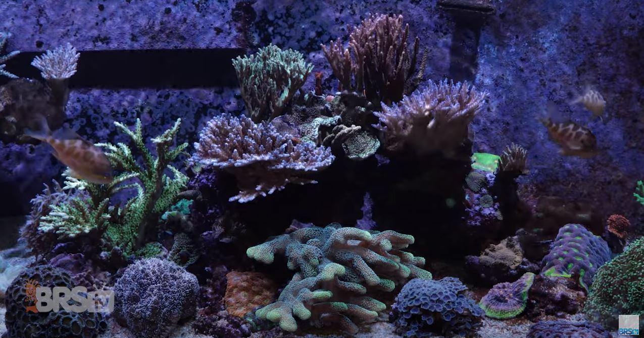 thumbnail image 2 of RedSea Reef Energy Plus (AB+) All-in-One Coral Food - 500ml For Saltwater Reef Tanks 2 of 12