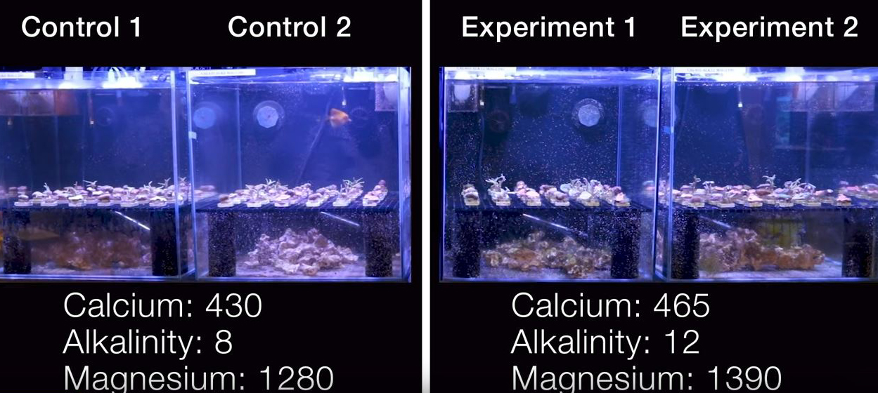 How To Increase Calcium In Saltwater Aquarium Aquarium Views