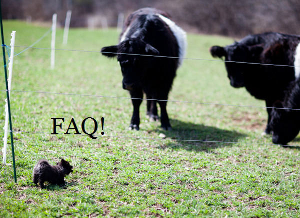 FAQ with Pedro