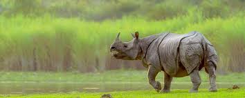 <p><b>Holiday Description</b><br> 4Nights/5days Dooars. The tour package will cover Lataguri-2N and Samsing-1N .Visit Dooars 4Nights/5days includes food. This visit including Sightseeing, hotel in all place...