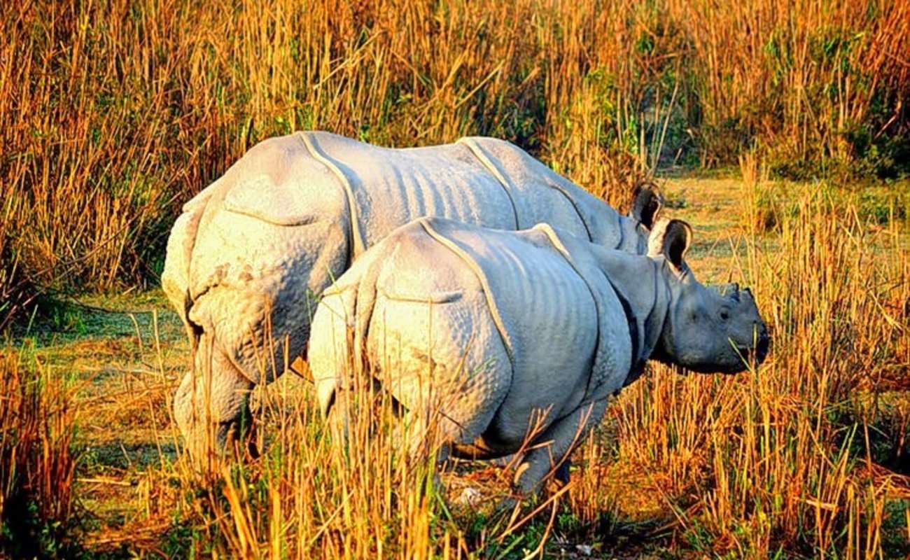 <p><b>Holiday Description</b><br> 7Nights/8days Dooars & Lava-Rishop. The tour package will cover Lataguri-2N, Lava-1N, and Rishop-2N covering Kolakham and Lolaygoan.Visit Dooar and Lava-Rishop 7Nights/8days includes food. This visit including Sightseeing, hotel in all place...