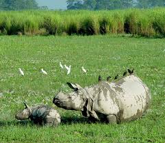 <p><b>Holiday Description</b><br> 8Nights/9days Dooars. The tour package will cover er Lataguri-2N, Jaldapara-1N; Chilapata-1N and Boxa-Jayanti-2N.Visit Dooars 8Nights/9days includes food. This visit including Sightseeing, hotel in all place...