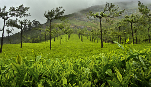 <p><b>Holiday Description</b><br> 15Nights/16days South India. The tour package will cover Pudchery-1N, Madhurai-1N, Rameswaram-1N, Kannyakumari-2N, Kovalam-1N, Kumarakom-1N, Thekkadi-1N, Munnar-2N and Chennai 1full day.Visit South India 15Nights/16days includes food. This visit including Sightseein
