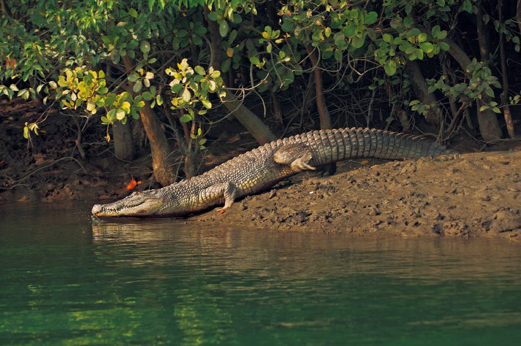 <p><b>Holiday Description</b><br> 2 Nights/3days Sundarban. The tour package will cover cover Sajnnekhali, Banabibi Bharani, Deul Bharani, Peerkhali, Gajikhali, No-Banki, Panchamukhani, Do-Banki (W.T.), Bay of Bengal and Nethi Dhopani.Visit Sundarban 2 Nights/3 days includes food. This visit includi