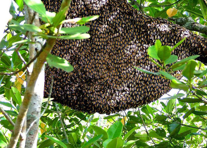 <p><b>Holiday Description</b><br> 1 Night/2days Sundarban. The tour package will cover Sajnekhali, Sudhanakhali, Netadhopani and Dobanki.Visit Sundarban 1 Night/2 days includes food. This visit including Sightseeing, hotel in all place...