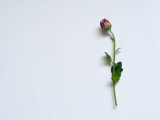 Cremation services in Essex, MD