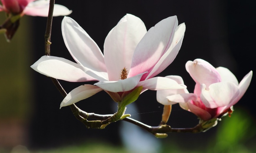funeral homes in Essex, MD