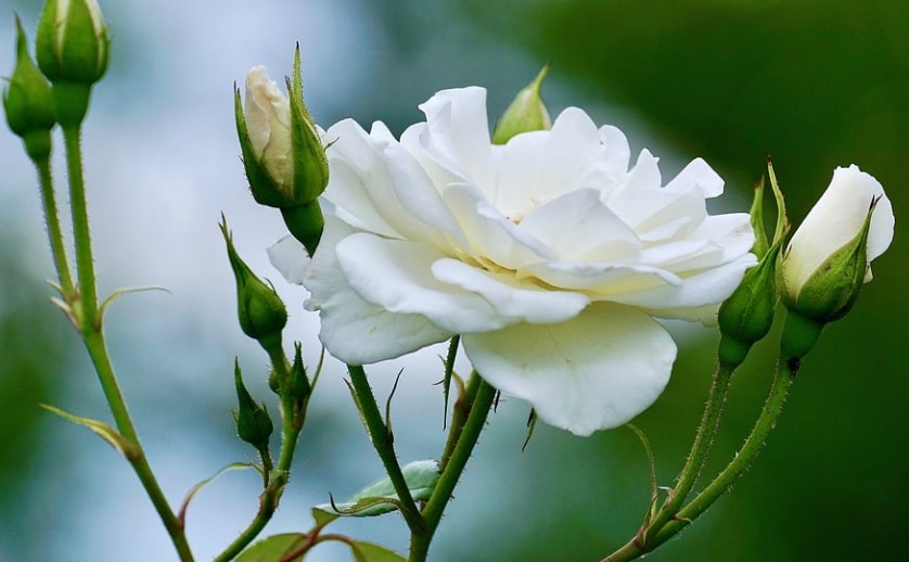 funeral homes in Essex, MD