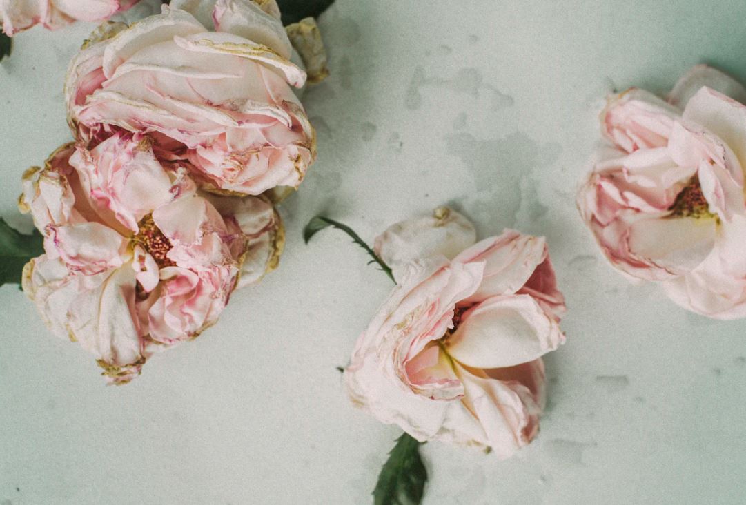 cremation services in Chestermere, AB