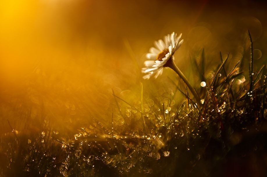 cremation services Calgary, AB