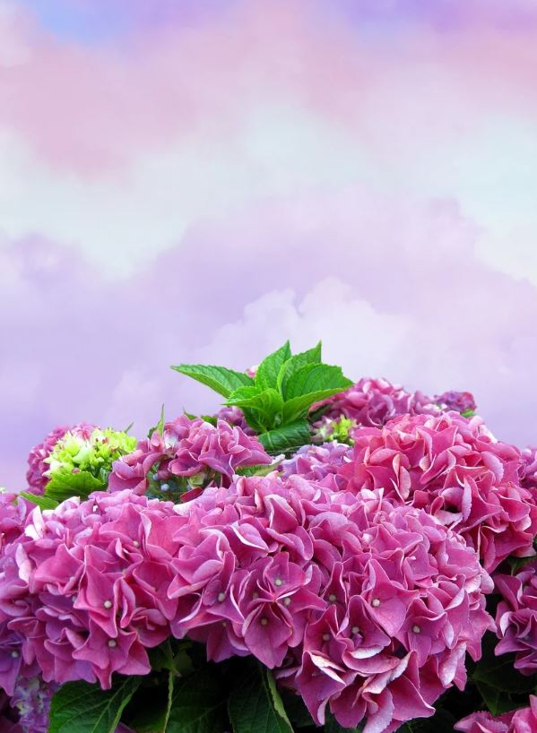funeral homes in Airdrie, AB