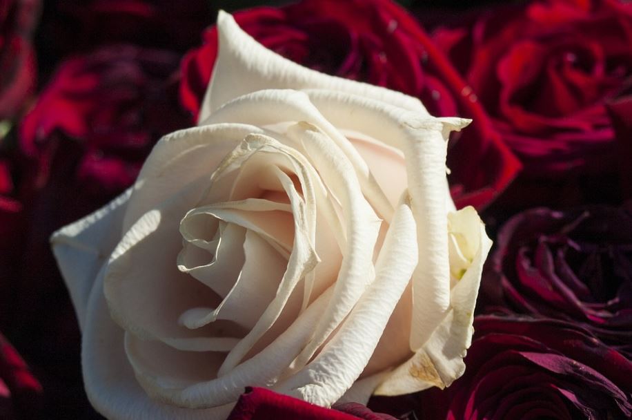 cremation services in Airdrie, AB