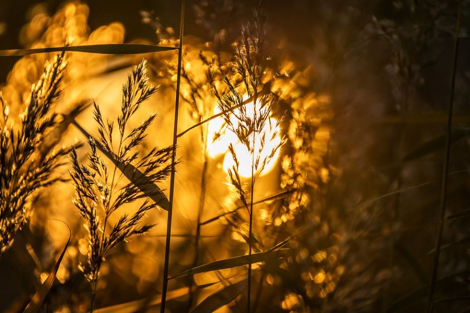 cremation services Chestermere, AB