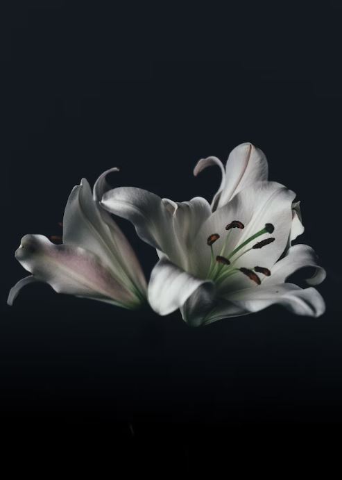 funeral homes in Airdrie, AB