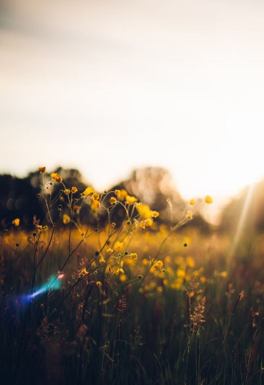 cremation services in Chestermere, AB