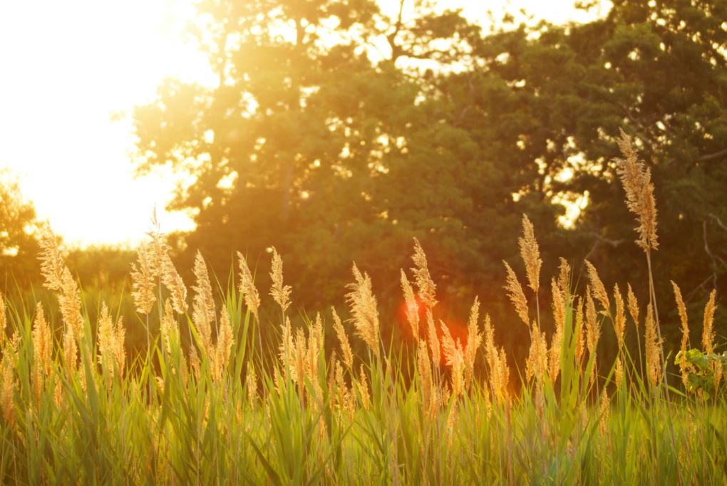 cremation services in Calgary, AB
