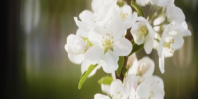 funeral home in Mount Healthy, OH