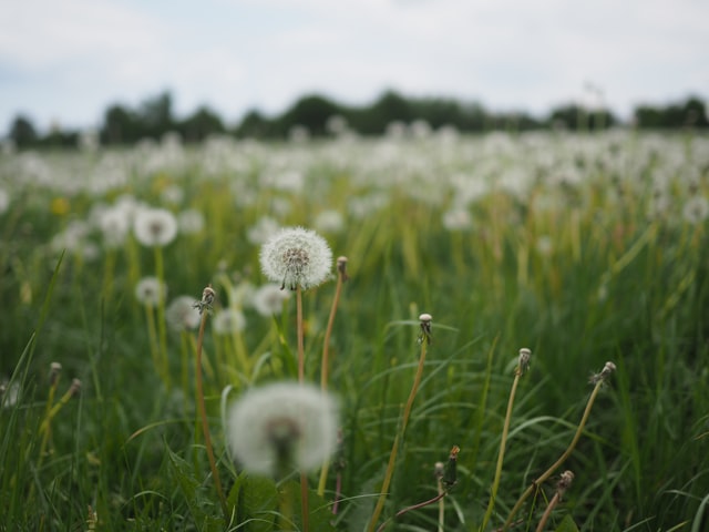 cremation services in Hamilton, OH
