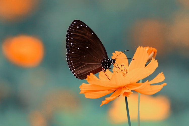 cremation services in Oxford, OH
