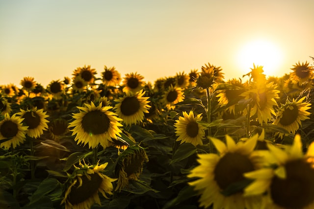 funeral homes in Chestermere AB