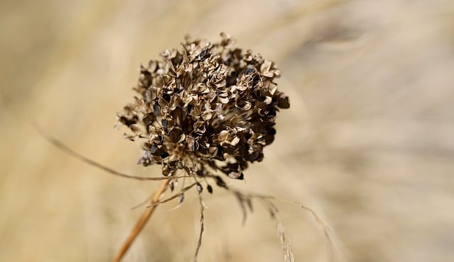 cremation services Calgary, AB