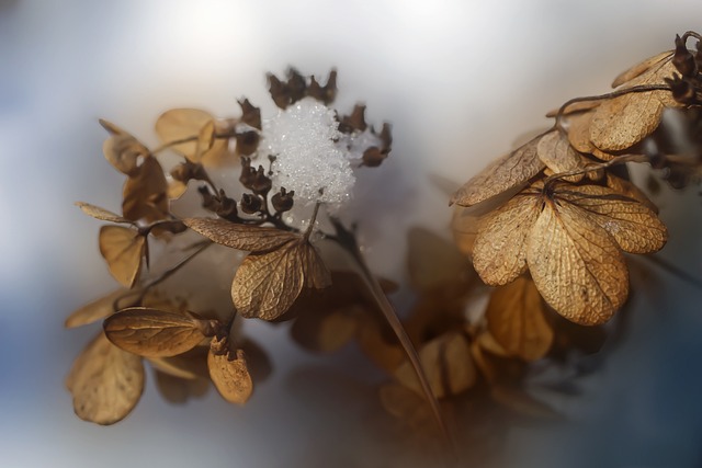 cremation services Calgary, AB