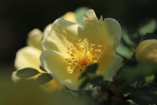 cremation services Calgary, AB