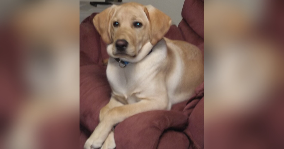 Obituary for Brodie King Maxton Rosado Funeral Home