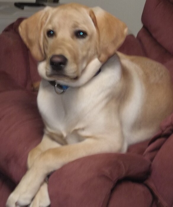 Obituary for Brodie King Maxton Rosado Funeral Home