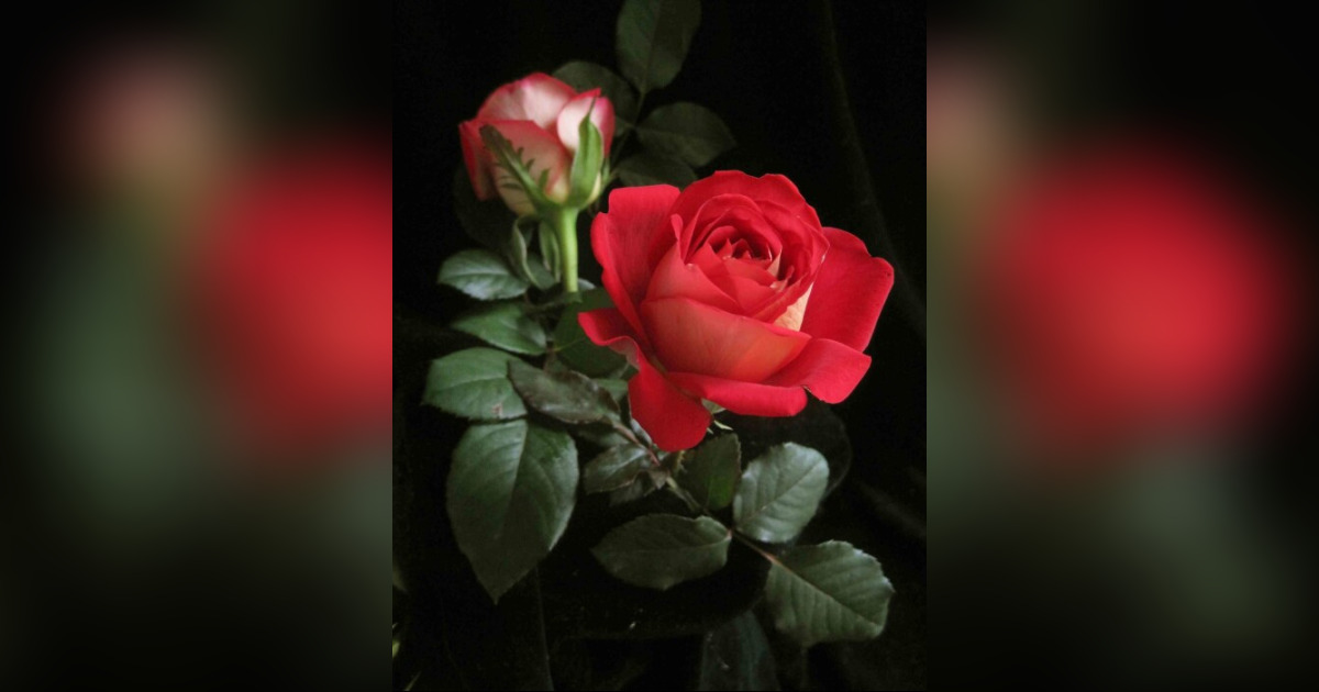 Betty Briscoe Obituary June 2, 2024 Forest Ridge Funeral Home