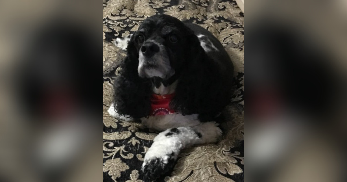 Precious Rhodes Obituary September 19, 2023 EvansWalker Funeral