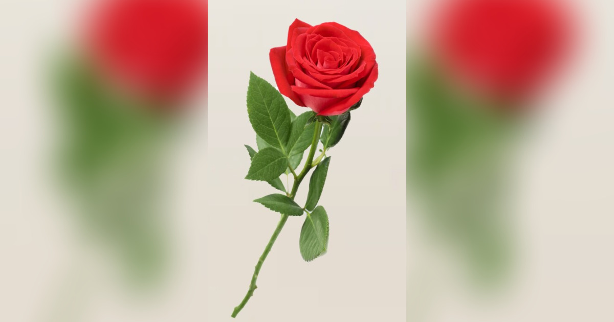 Anna May Stallworth Obituary June 4, 2024 Wallace Broadview Funeral Home Broadview, IL