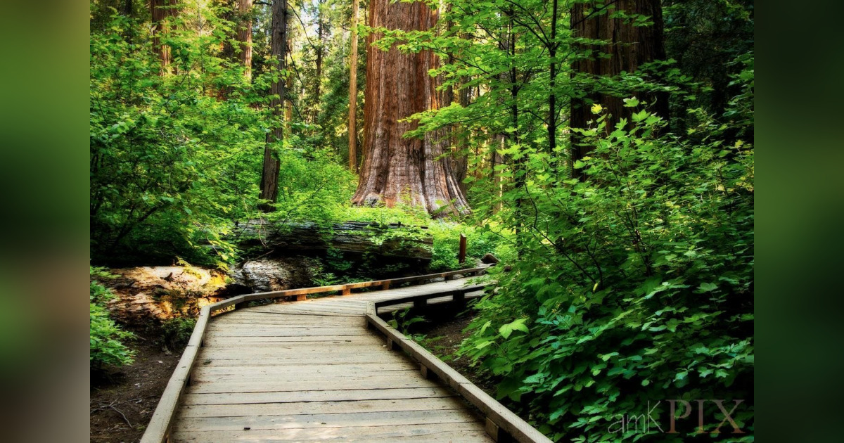 Obituary for Ann M. Hereford Diebold Funeral Holdings